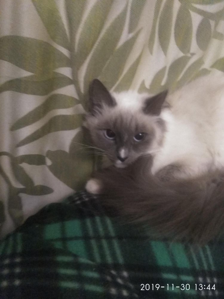 Шотландская вислоухая Сиамская длинношерстная