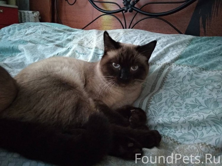 Смесь сиамской кошки с британской