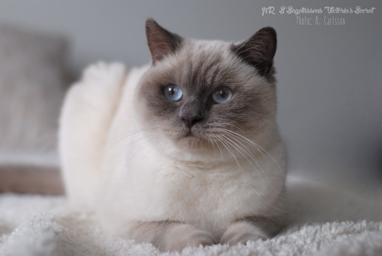 Сиамская вислоухая кошка