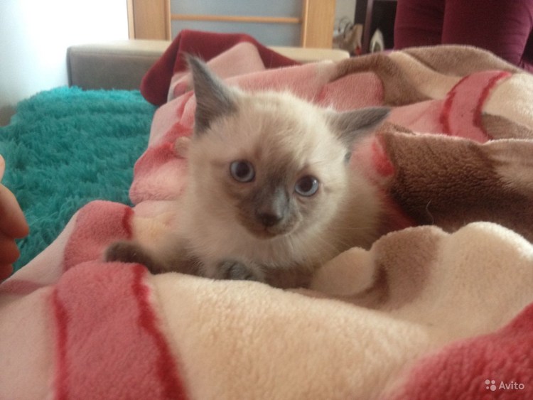 Невская маскарадная кошка помесь