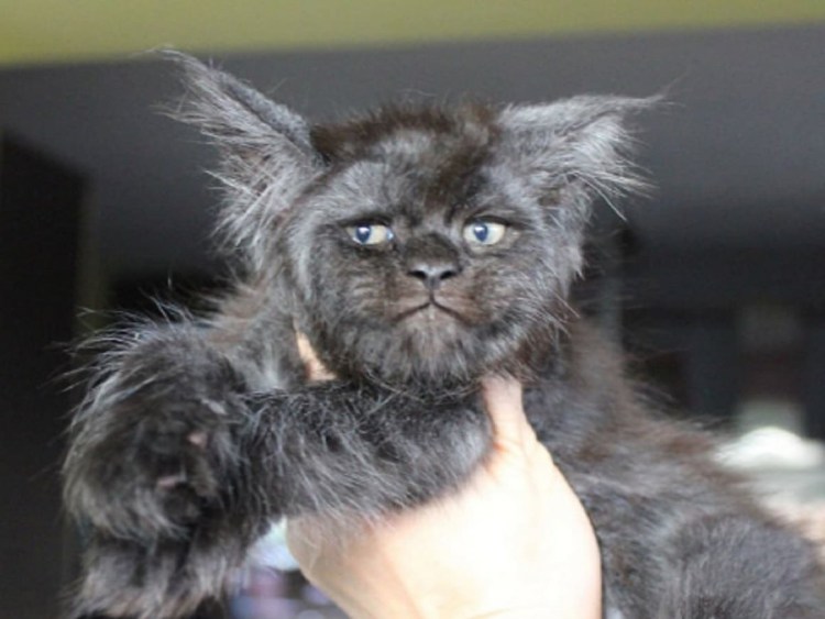 Кот Мейн кун Валькирия