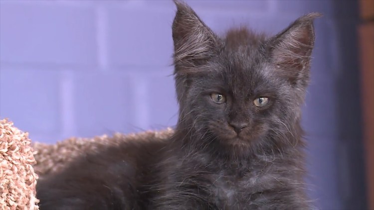 Кот с человеческим лицом