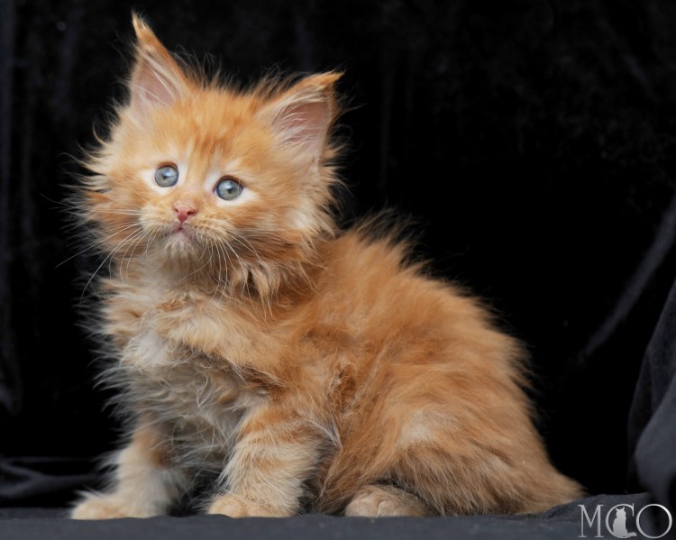 Коты с человеческим лицом