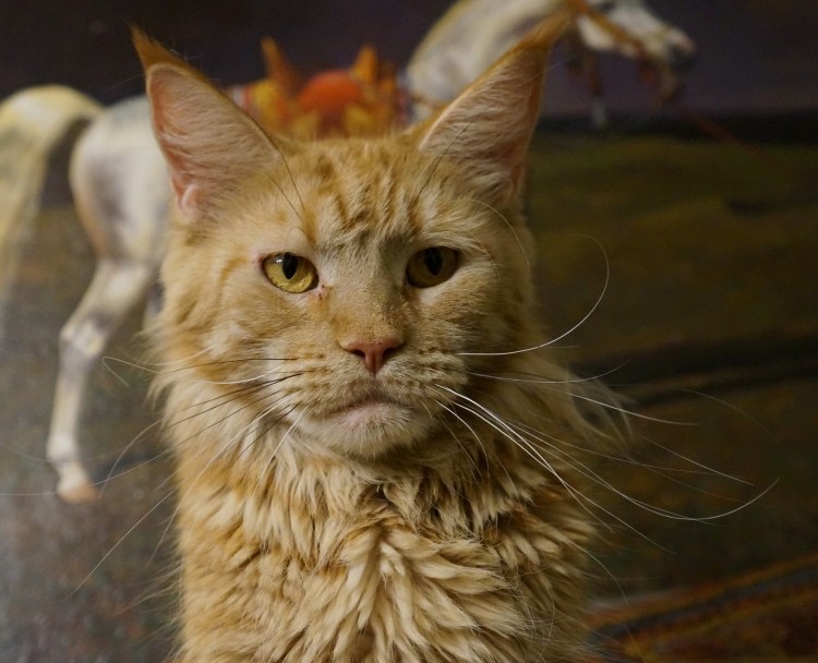 Мейн кун Лорд