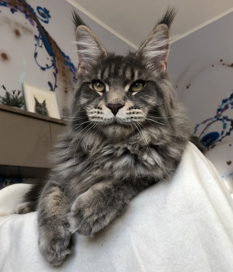 Рон Перлман и кот Мейн кун