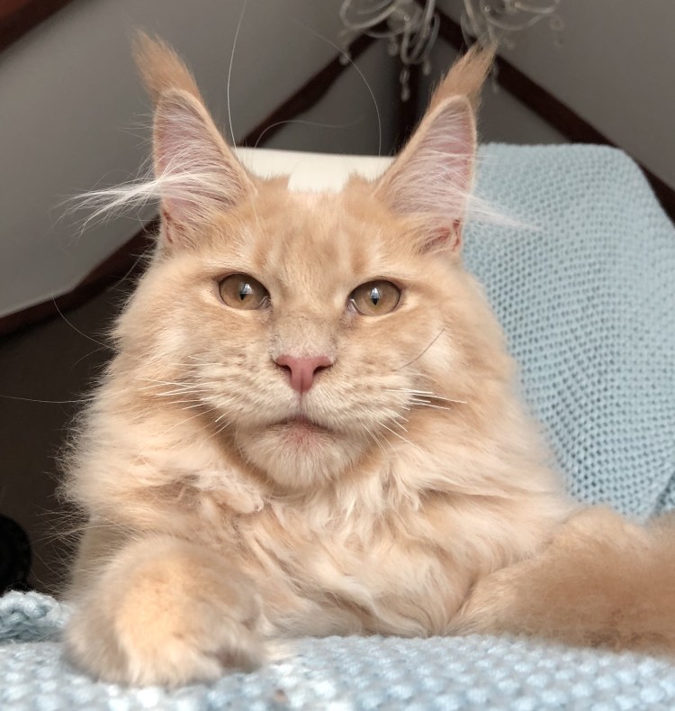 Кошачья внешность девушки