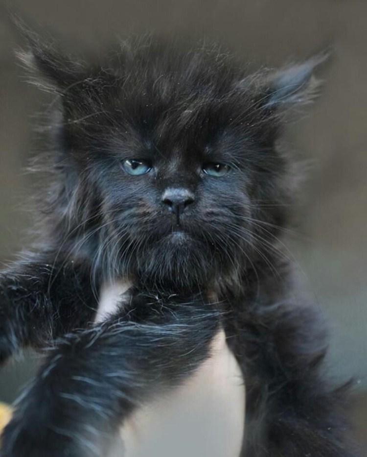 Кошка Мейн кун Валькирия