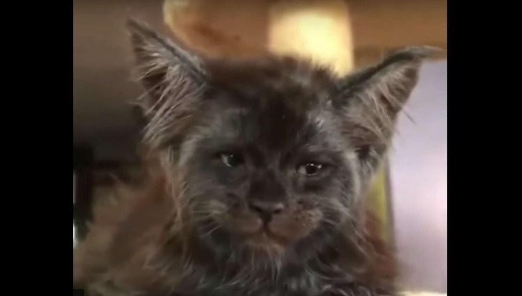 Мейн кун Валькирия