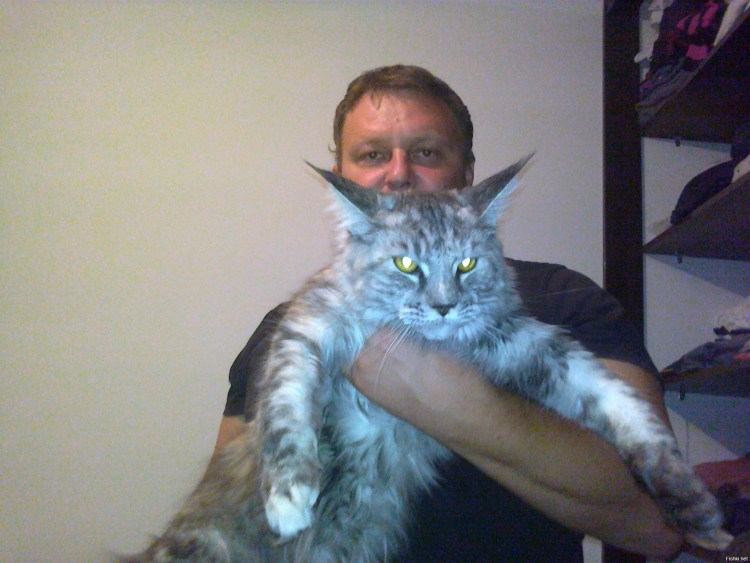 Мейн кун с человеческим лицом