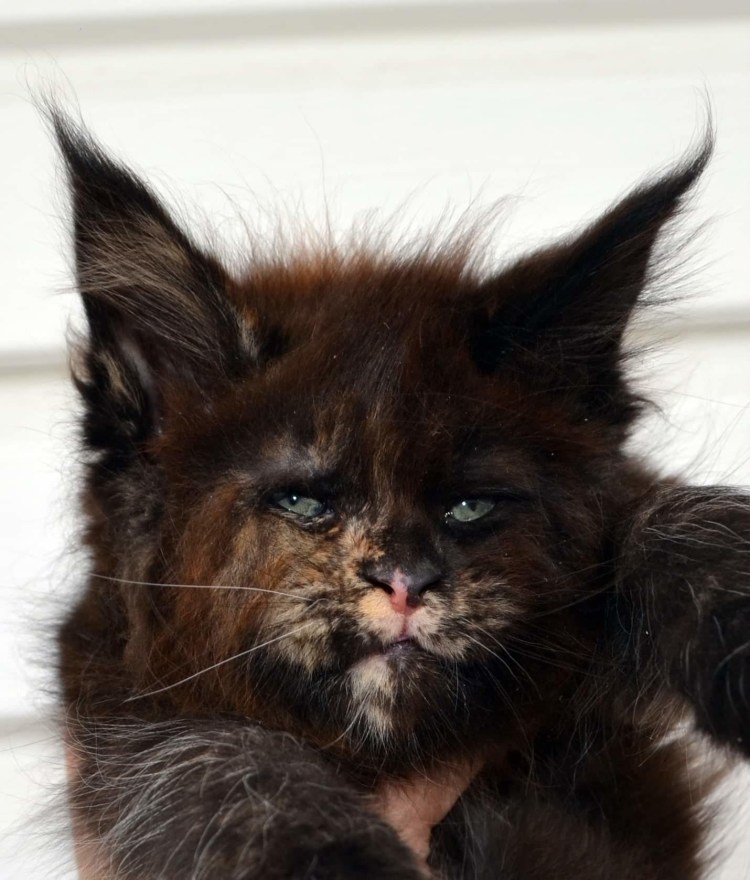 Валькирия кот с человеческим лицом