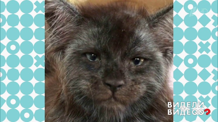 Рон Перлман и Мейн кун