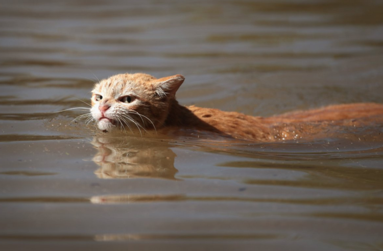 Кошка плавает