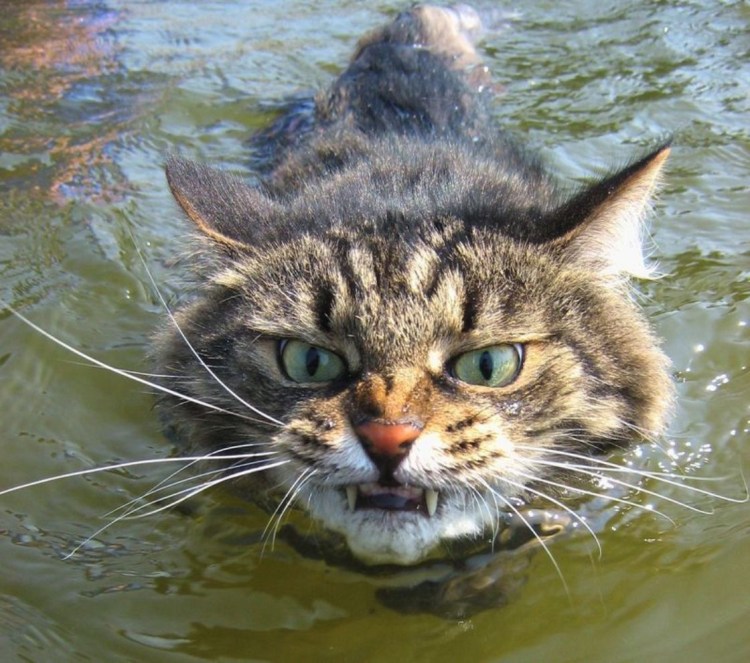 Кот демотиватор