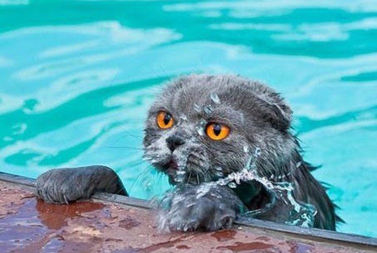 Виверровая кошка-рыболов