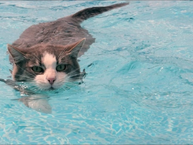 Рыжий кот плывет