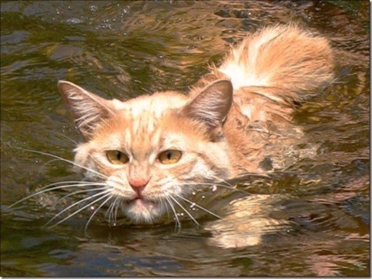 Коты плавают