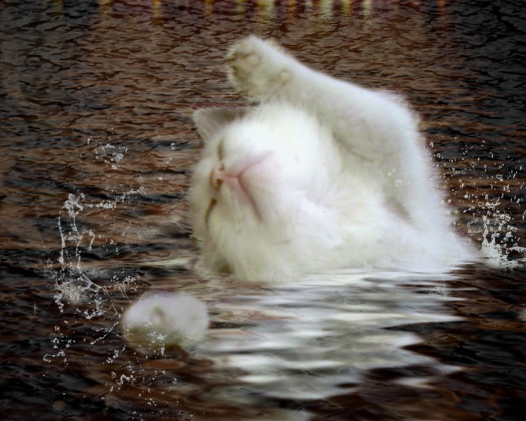 Мокрые животные