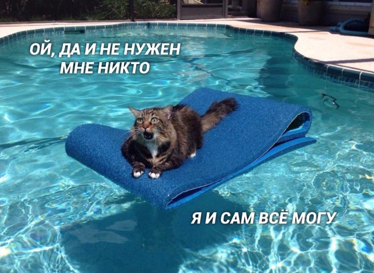 Котик в воде