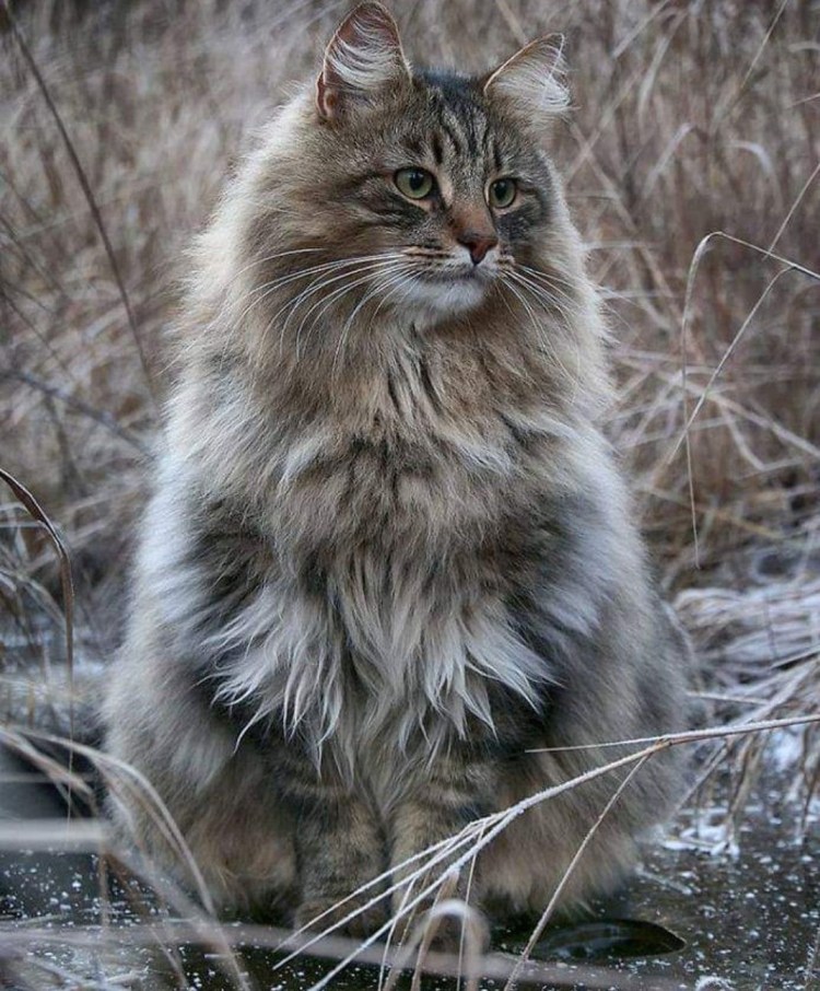 Норвежская длинношерстная Лесная кошка