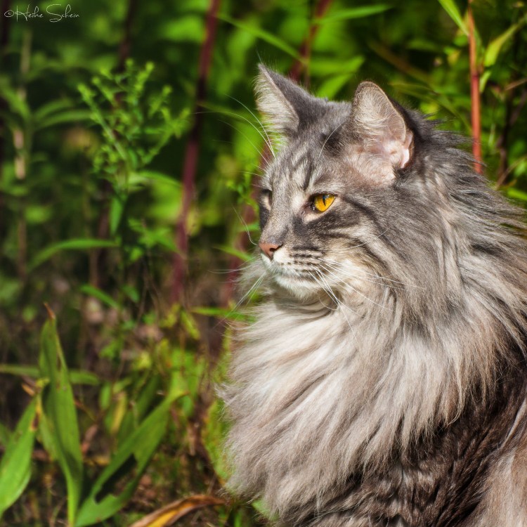 Норвежская кошка серая