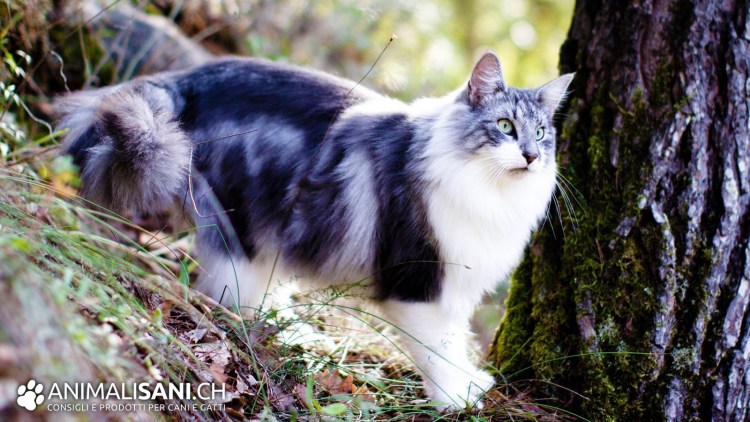 Норвежский Лесной кот
