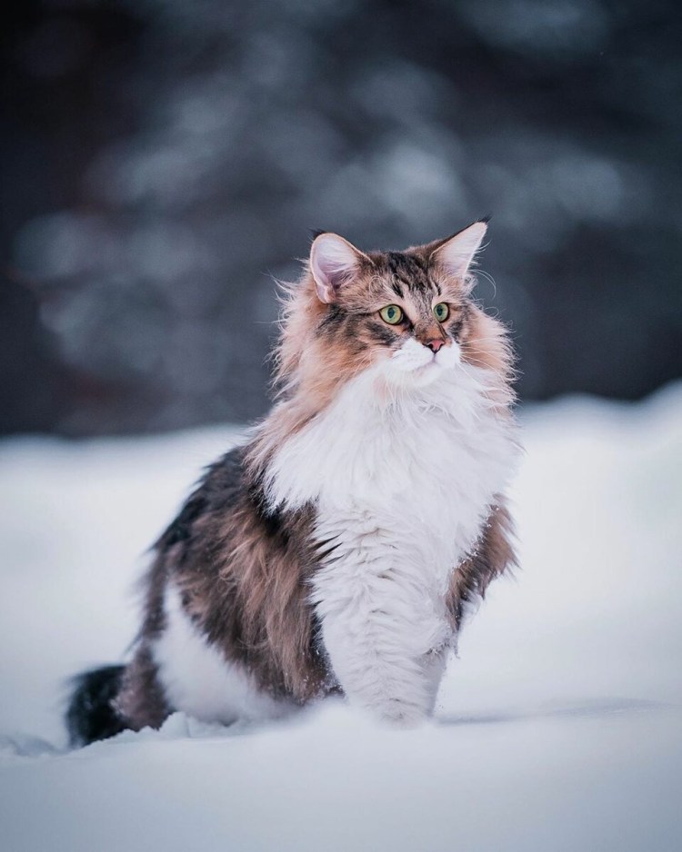 Skogkatt - Норвежская Лесная кошка.