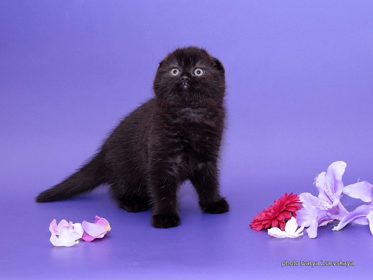 Чёрный хайленд фолд с большими глазами