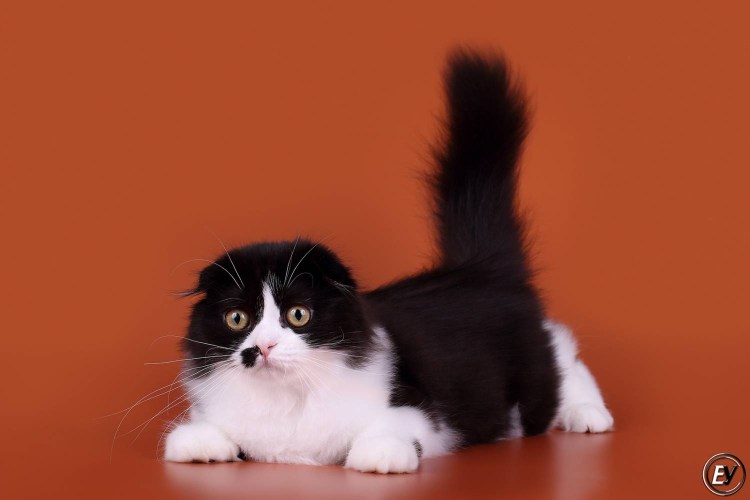 Хайленд-фолд Шотландская вислоухая