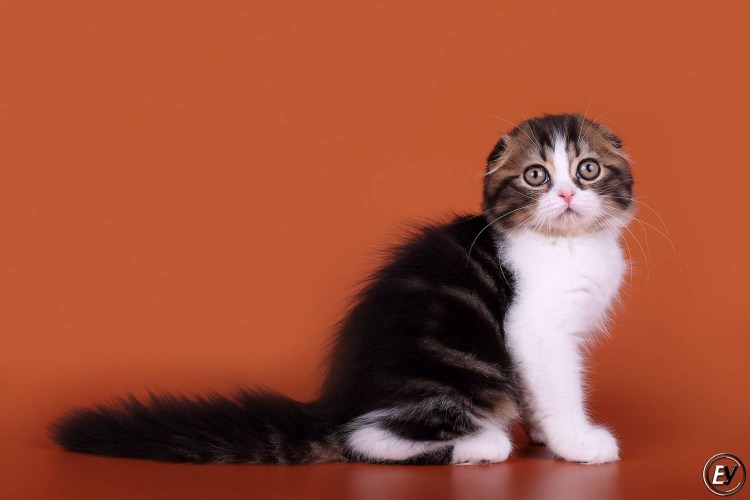 Хайленд-фолд тигровая макрель