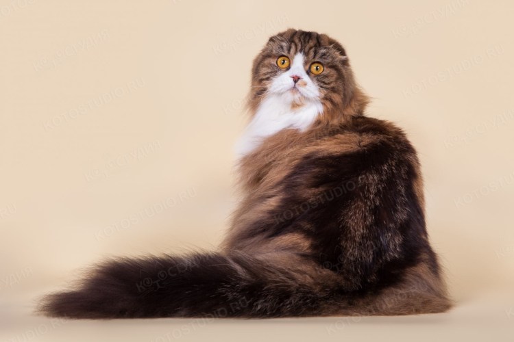 Хайленд фолд девочка