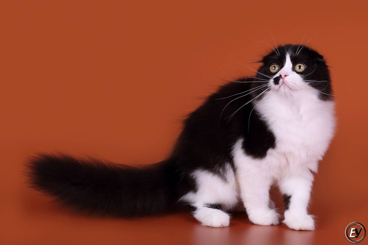 Шотландские вислоухие котята хайленд чёрные