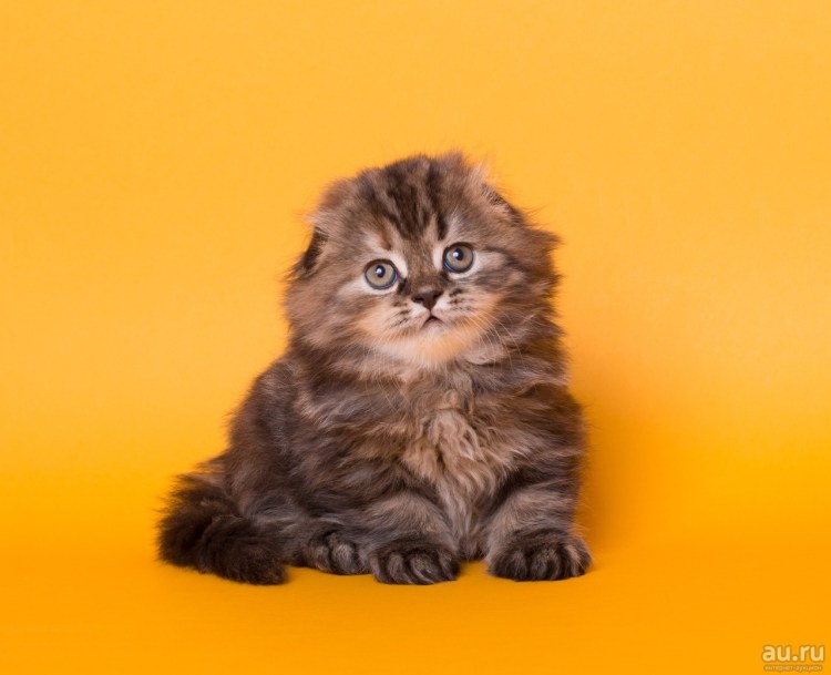 Шотландская вислоухая кошка черная длинношерстная