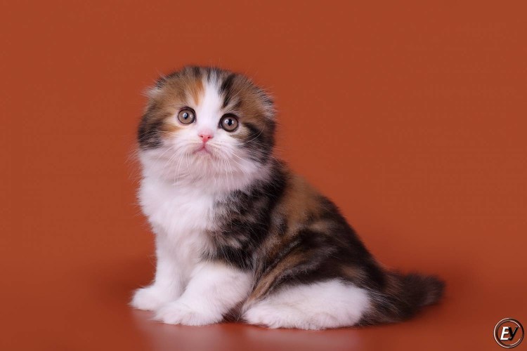 Хайленд-фолд длинношерстная вислоухая кошка