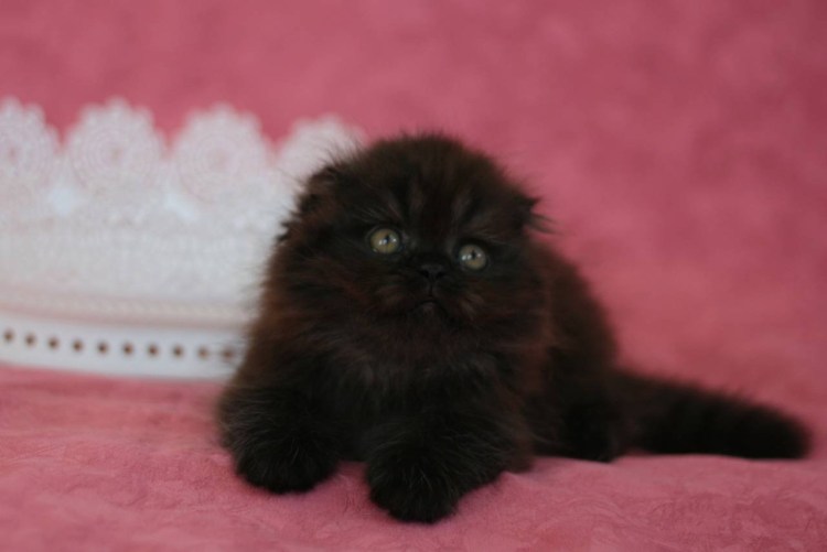 Скоттиш фолд черный биколор