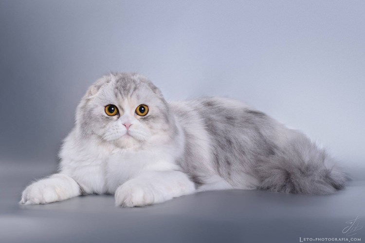 Сибирская вислоухая кошка длинношерстная