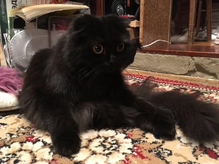 Хайленд фолд стрижка