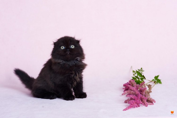 Кот хайленд фолд