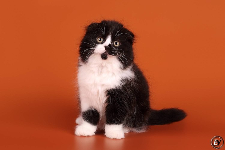 Хайленд фолд черный дым