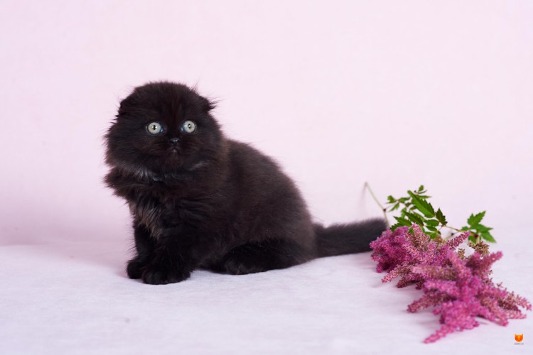 Котенок хайленд фолд черный