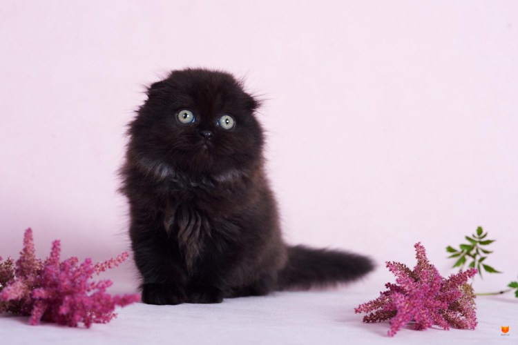 Шотландский вислоухий хайленд фолд черный