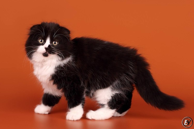 Шотландский вислоухий хайленд фолд черный