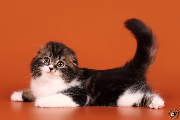 Кот хайленд фолд PNG