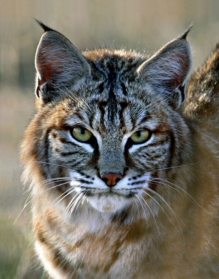 Бобкэт Руфус