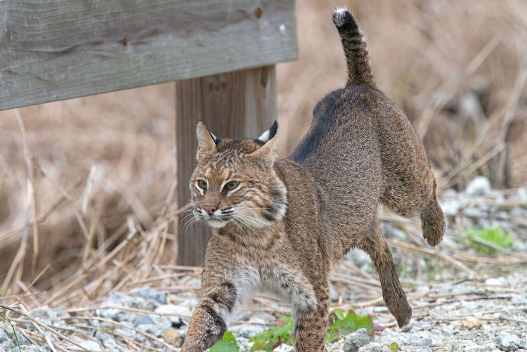 Bobcat кошка