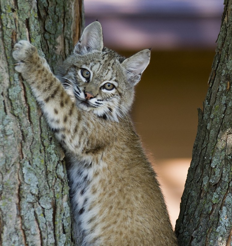 Котята рыси Бобкэт