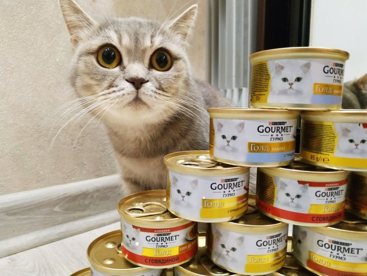 Корм для котят Пурина one