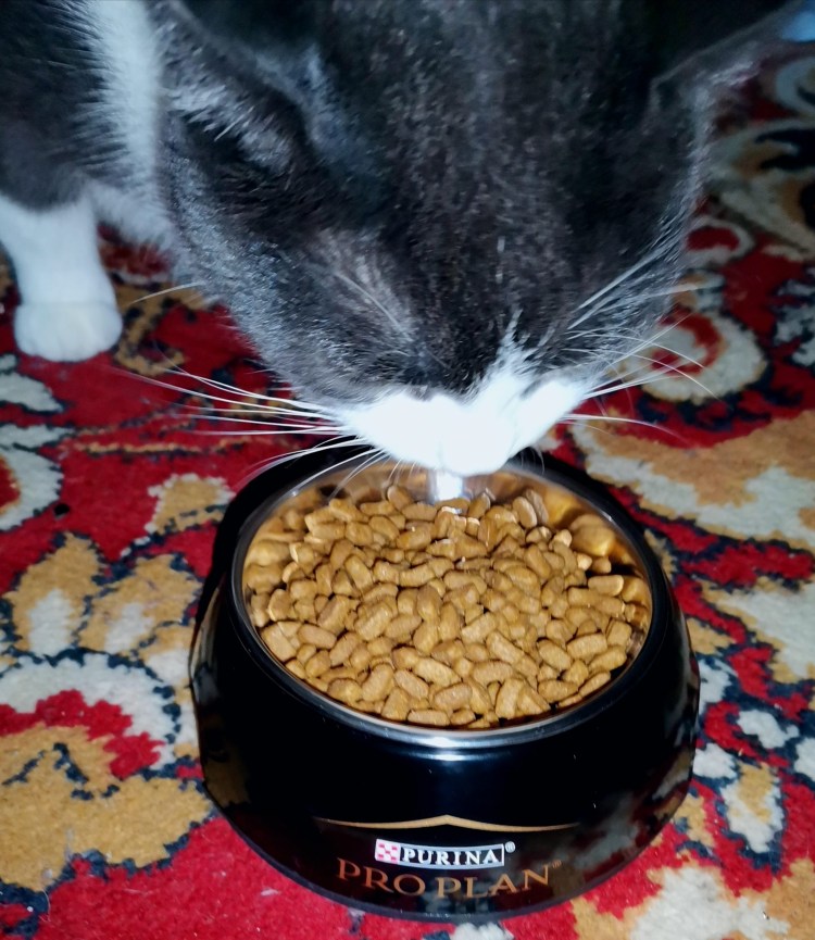 Корм для кошек