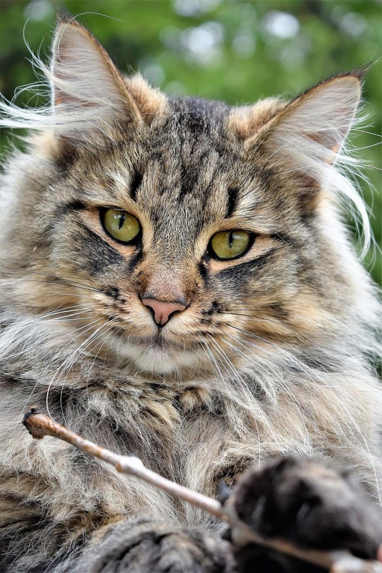 Норвежский Лесной кот