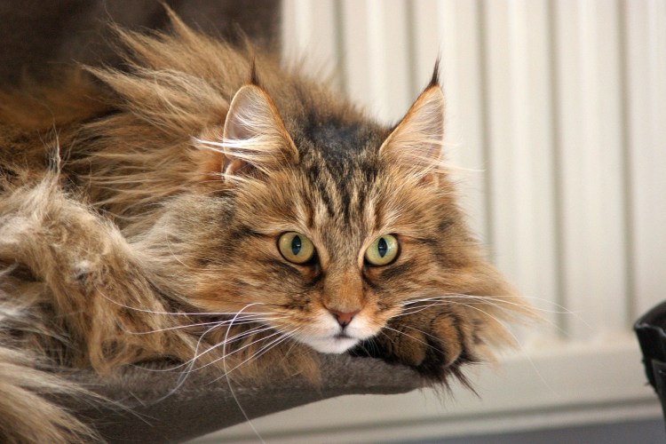 Браун табби Норвежская Лесная