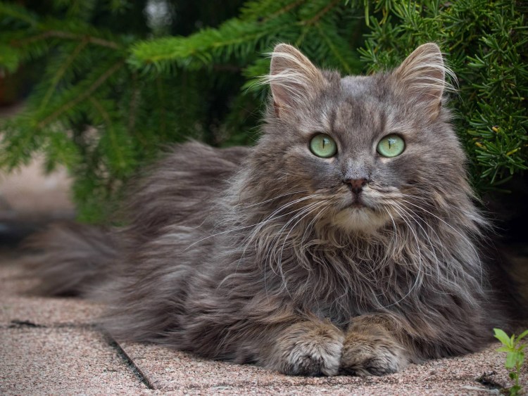 Skogkatt - Норвежская Лесная кошка.